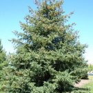 Black Hills Spruce Seeds 25 Count