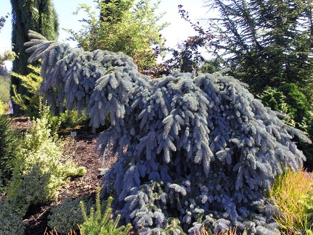 Weeping Colorado Blue Spruce Seeds 25 Count