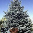 Colorado Blue Spruce Seeds 25 Count