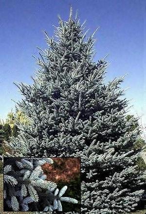 Colorado Blue Spruce Seeds 25 Count