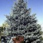 Colorado Blue Spruce Seeds 25 Count