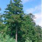 Red Spruce Seeds 25 Count