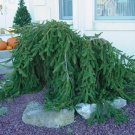 Weeping Norway Spruce Seeds 25 Count
