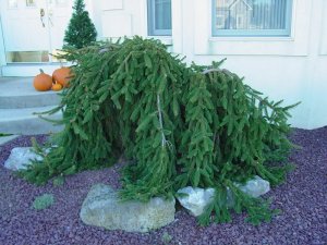 Weeping Norway Spruce Seeds 25 Count