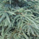 Golden Norway Spruce Seeds 25 Count