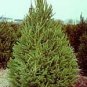 Norway Spruce Seeds 25 Count