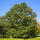 Black Oak Acorns 5 Count