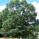 Swamp White Oak Acorns 5 Count