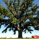 Burr Oak Acorns 5 Count
