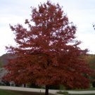 Pin Oak Acorns 10 Count