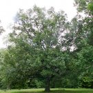 Shingle Oak Acorns 5 Count