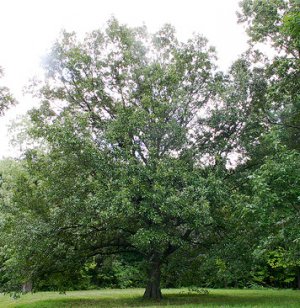 Shingle Oak Acorns 5 Count