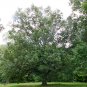 Shingle Oak Acorns 5 Count