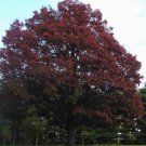 Northern Red Oak Acorns 5 Count