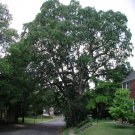 Post Oak Acorns 5 Count