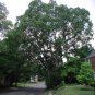 Post Oak Acorns 5 Count