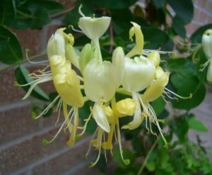 Yellow Honeysuckle Seeds 25 Count