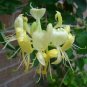 Yellow Honeysuckle Seeds 25 Count