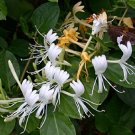 Japanese Honeysuckle Seeds 25 Count