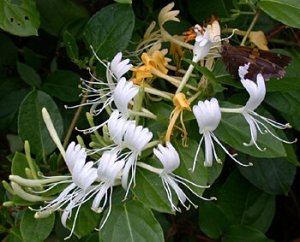 Japanese Honeysuckle Seeds 25 Count