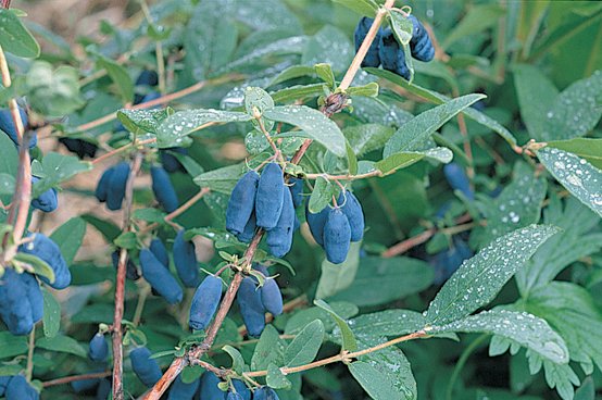 Blue Honeysuckle Seeds 25 Count