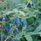 Blue Honeysuckle Seeds 25 Count