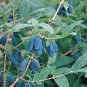 Blue Honeysuckle Seeds 25 Count