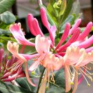 Red/Pink Honeysuckle Seeds 25 Count