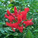 Blood Red Honeysuckle Seeds 25 Count