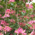 Hot Pink Honeysuckle Seeds 25 Count