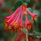 Coral Honeysuckle Seeds 25 Count