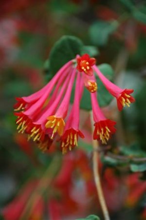 Coral Honeysuckle Seeds 25 Count