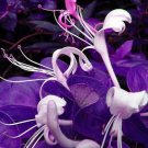 Purple Honeysuckle Seeds 25 Count