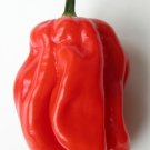 Organic Red Habanero Pepper 25 Count