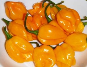 Organic Yellow Habanero Pepper 25 Count