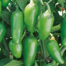 Organic Early Jalapeno Pepper 25 Seeds