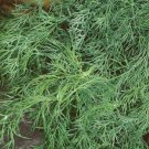 Organic Fernleaf Dill Seeds 20 Count