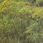 Organic Bouquet Dill Seeds 20 Count
