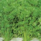 Organic Laurel Light Celery Seeds 25 Count