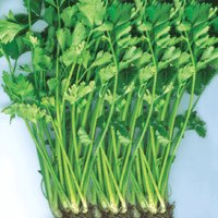 Organic Flora Day Celery Seeds 25 Count