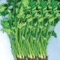 Organic Flora Day Celery Seeds 25 Count