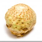 Organic Kojak Celeriac Seeds 25 Count