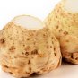 Organic Ibis Celeriac Seeds 25 Count