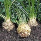 Organic Prinz Celeriac Seeds 25 Count
