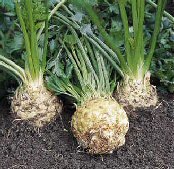Organic Prinz Celeriac Seeds 25 Count