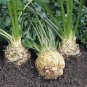 Organic Prinz Celeriac Seeds 25 Count