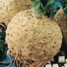 Organic Giant Prague Celeriac Seeds 25 Count