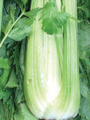 Organic Golden Self-blanching Celery Seeds 25 Count