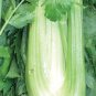 Organic Golden Self-blanching Celery Seeds 25 Count