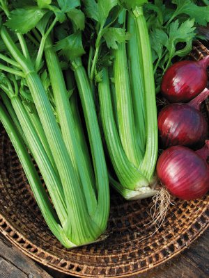 Organic Tango Green Celery Seeds 25 Count